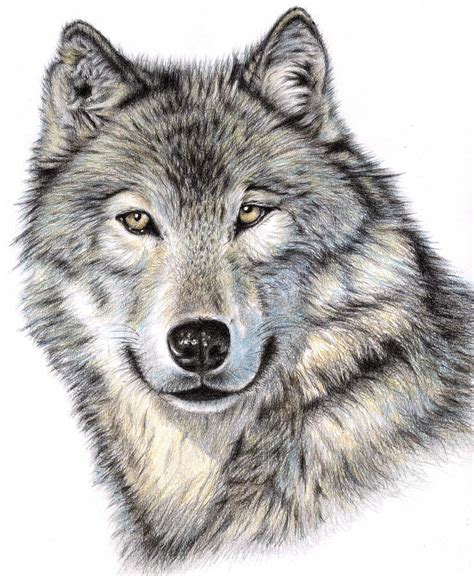 wolf pictures to print|full page wolf picture.